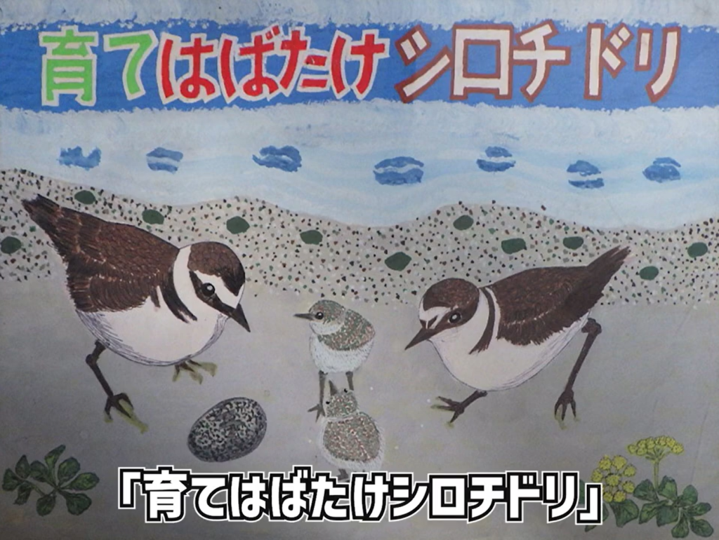 育てはばたけシロチドリ